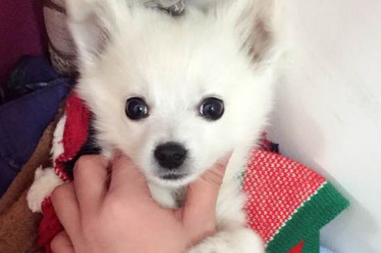 为什么没人养银狐犬，银狐犬的缺点有哪些