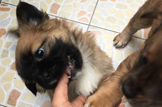 幼犬咬伤会得狂犬病吗，一般不会但最好还是去打疫苗