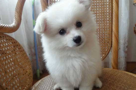 养银狐犬哪些不能做