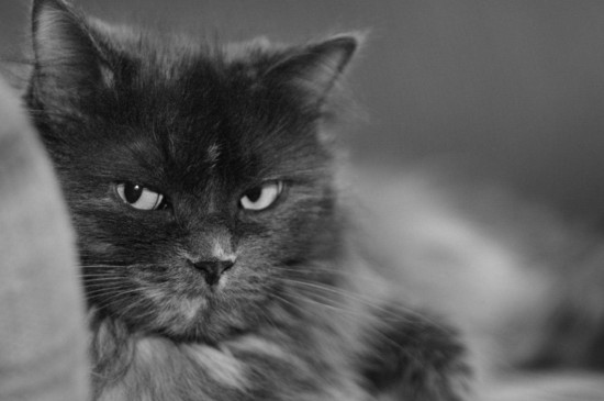 被猫抓伤出血要打针吗，被猫抓伤的死亡病例