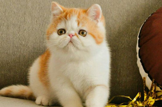 加菲猫拉肚子怎么办