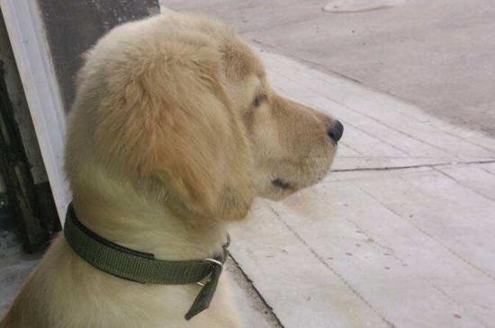 金毛认主的行为标志