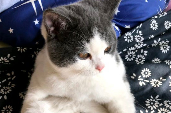 怎么让猫毛发亮