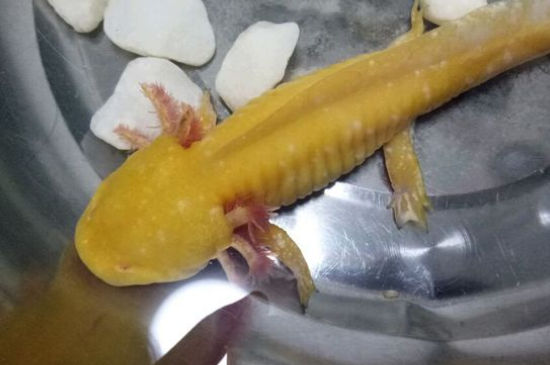 六角龙鱼耐饿吗