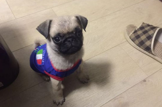 巴哥犬为什么不会叫