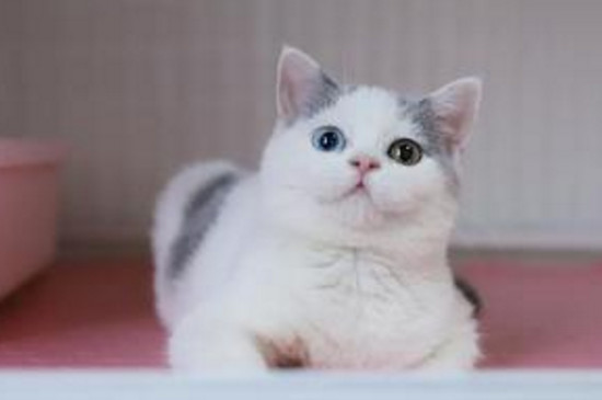 两个月小猫吃几粒猫粮