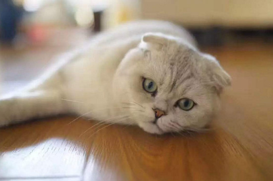 猫吃生的还是熟三文鱼