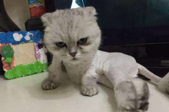 猫咪剃完毛黑斑点