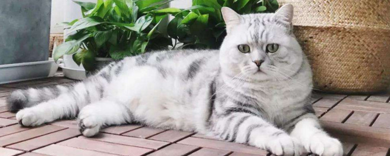 猫咪关在阳台会生气吗