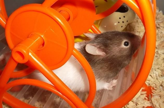 仓鼠一直跑跑轮死了
