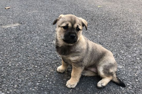 中华田园犬冬天怕冷吗