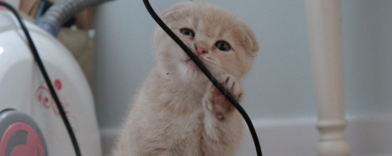 小猫新来怎么适应