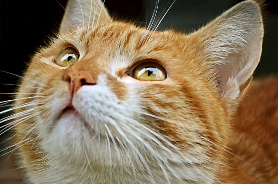 猫吃药吐白沫