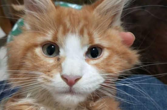 猫咪晒太阳要晒多久
