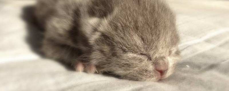 刚出生的小猫眼睛糊住了
