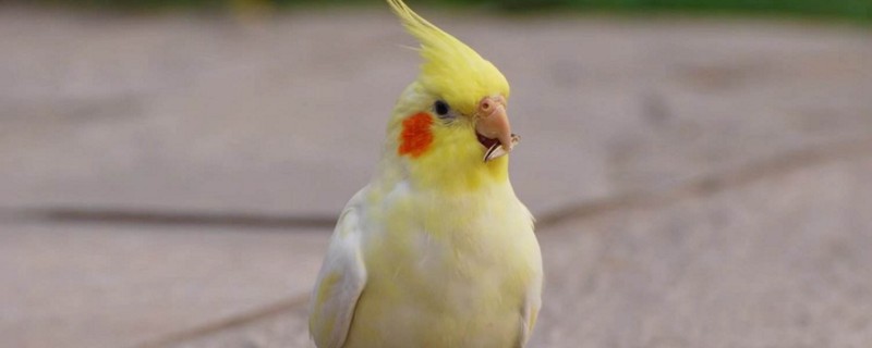 玄凤鹦鹉怎么养粘人
