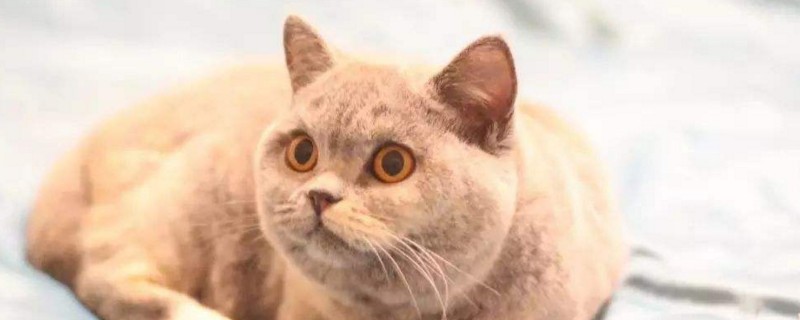 大猫压着小猫咬原因