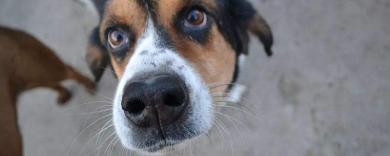 犬瘟后遗症多久能恢复