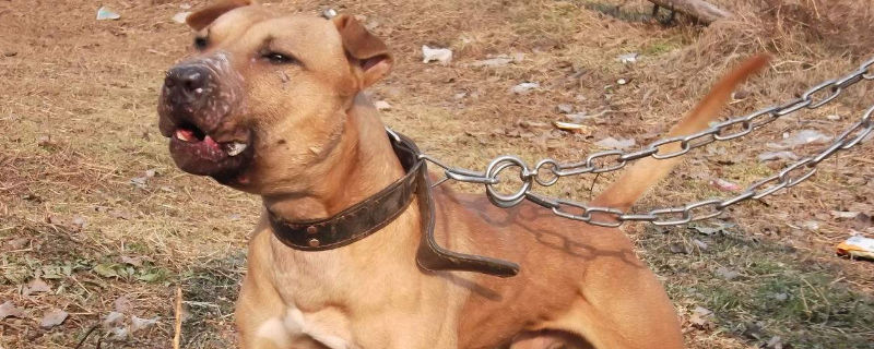 比特犬适合家养吗