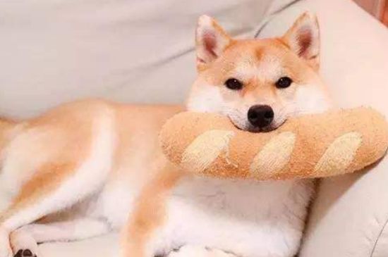 柴犬适合家庭养吗