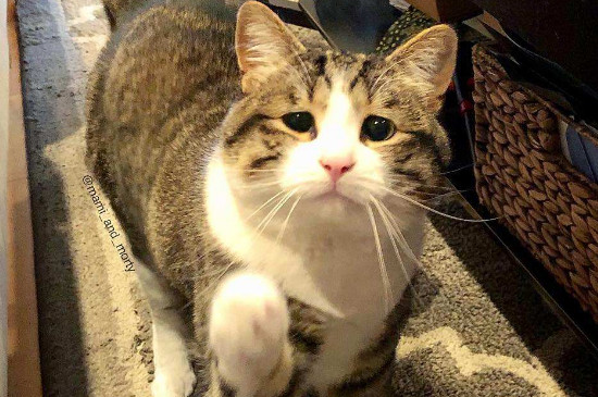 小猫饿了的表现
