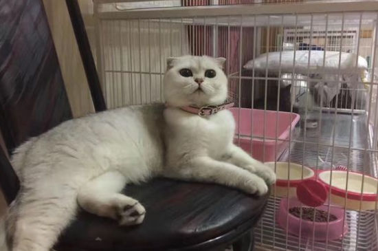 养猫对婴幼儿的危害