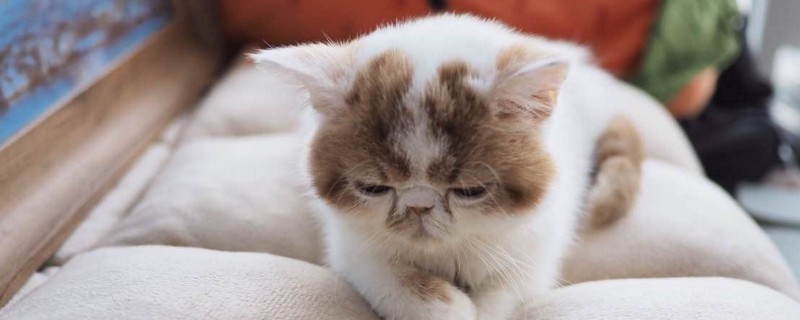 猫蹲在门口的预示