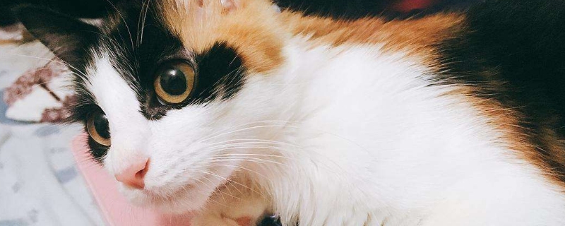 猫咪有黑色鼻屎正常吗
