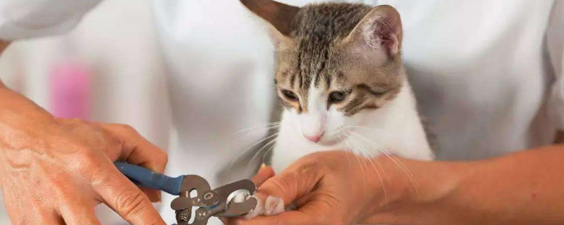 小猫指甲出血几天能好