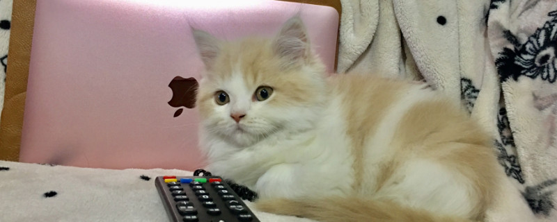 猫舔了体外驱虫药会有啥事吗