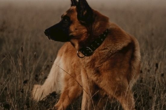 狂犬病能治吗