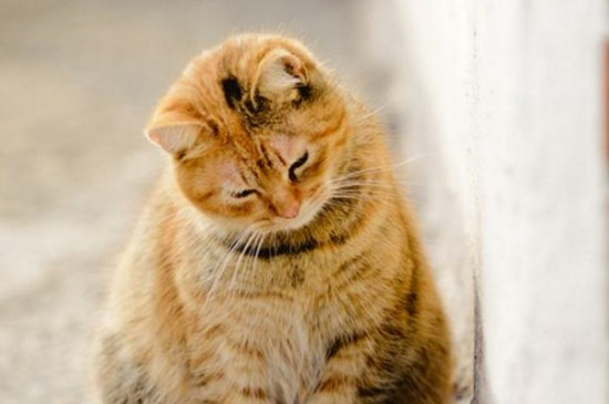 小猫几个月可以送人