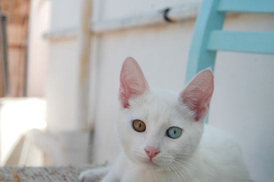 猫要做绝育吗