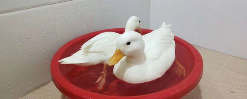 柯尔鸭会不会到处拉