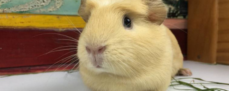 荷兰猪死了要扔掉吗
