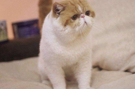 血统猫为什么贵