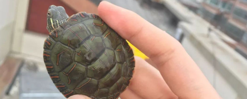 适合北方不怕冷的龟