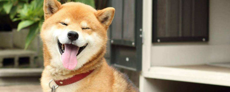 向往的生活小o是什么狗