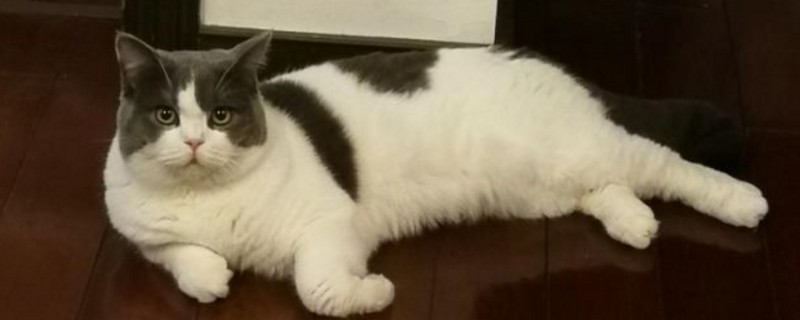 夏天猫咪掉毛掉的厉害