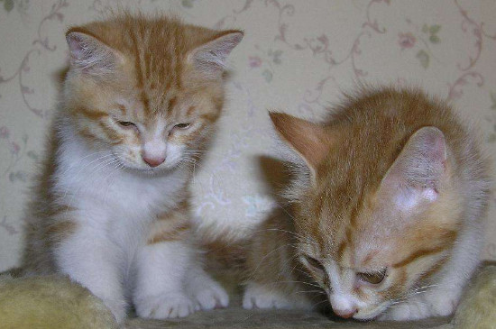 2个月小猫很有攻击性