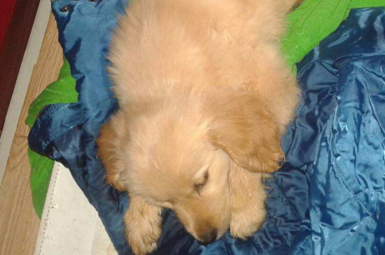 幼犬细小初期症状