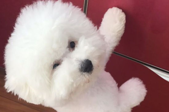 比熊剃毛后注意什么