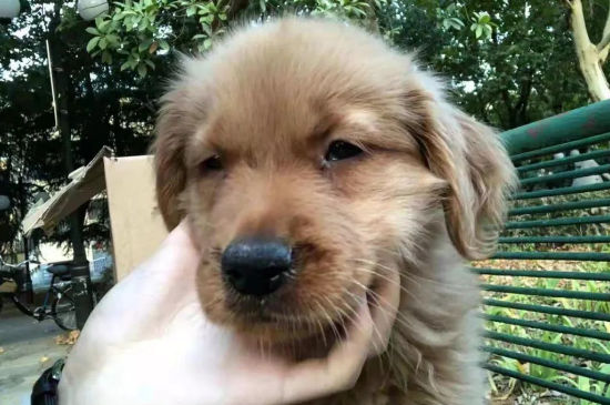 狗狗吃坏东西呕吐拉稀