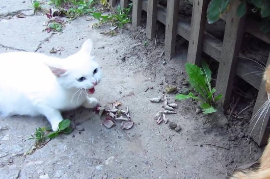 猫咪发出低吼什么意思