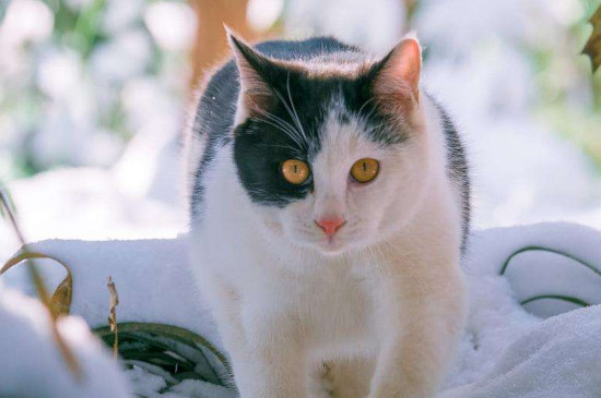 流浪猫会接近哪些人