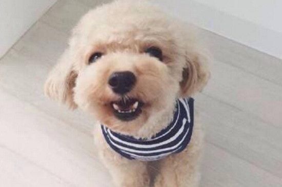 杜高犬适合家养吗