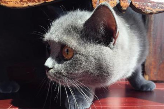 猫放在家里十天可以吗