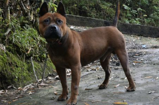 川东猎犬怕冷吗