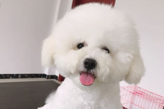 比熊为什么像疯子