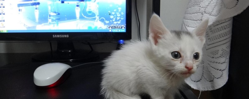 小猫咪晚上叫个不停